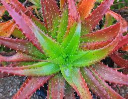 Green Red Aloe Vera Plant Seeds