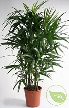 Green Rhapis Seeds