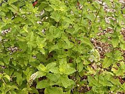 Green Spearmint Seeds