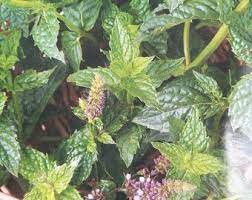 Green Spearmint Seeds