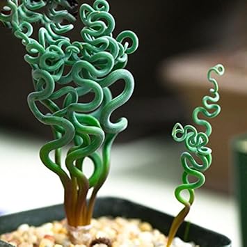 Green Trachyandra Plant Seeds for Planting