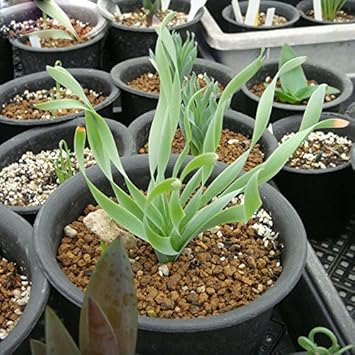 Green Trachyandra Plant Seeds for Planting