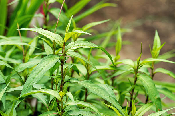 Green Vietnamese Coriander Plant Seeds for Planting | Heirloom, Non-GMO, High Germination Organic Garden Seeds