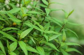Green Vietnamese Coriander Plant Seeds for Planting | Heirloom, Non-GMO, High Germination Organic Garden Seeds