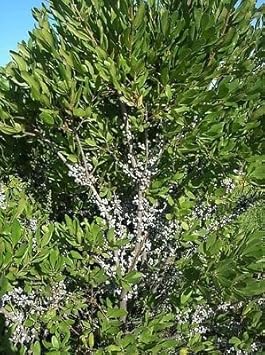 Green Wax Myrtle Seeds