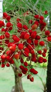 Green World Christmas Palm Seeds