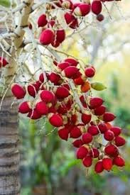 Green World Christmas Palm Seeds