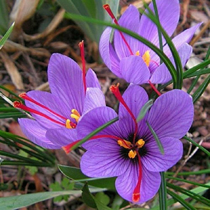 Crocus Sativus Flower Seeds for Planting - 100 pcs