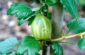 Greenfinch Gooseberry Fruit Seeds for Planting