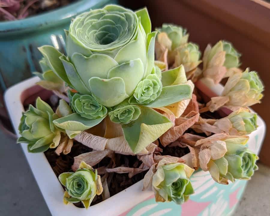 mountain rose succulent seeds Greenovia Dodrantalis Succulent Plant Seeds for Planting – Heirloom No – Neeraseeds
