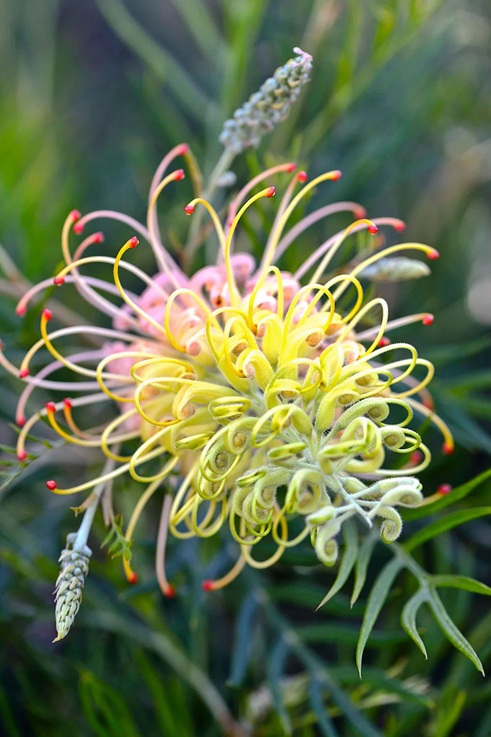 Colorful Grevillea Flower Seeds for Planting 100 pcs