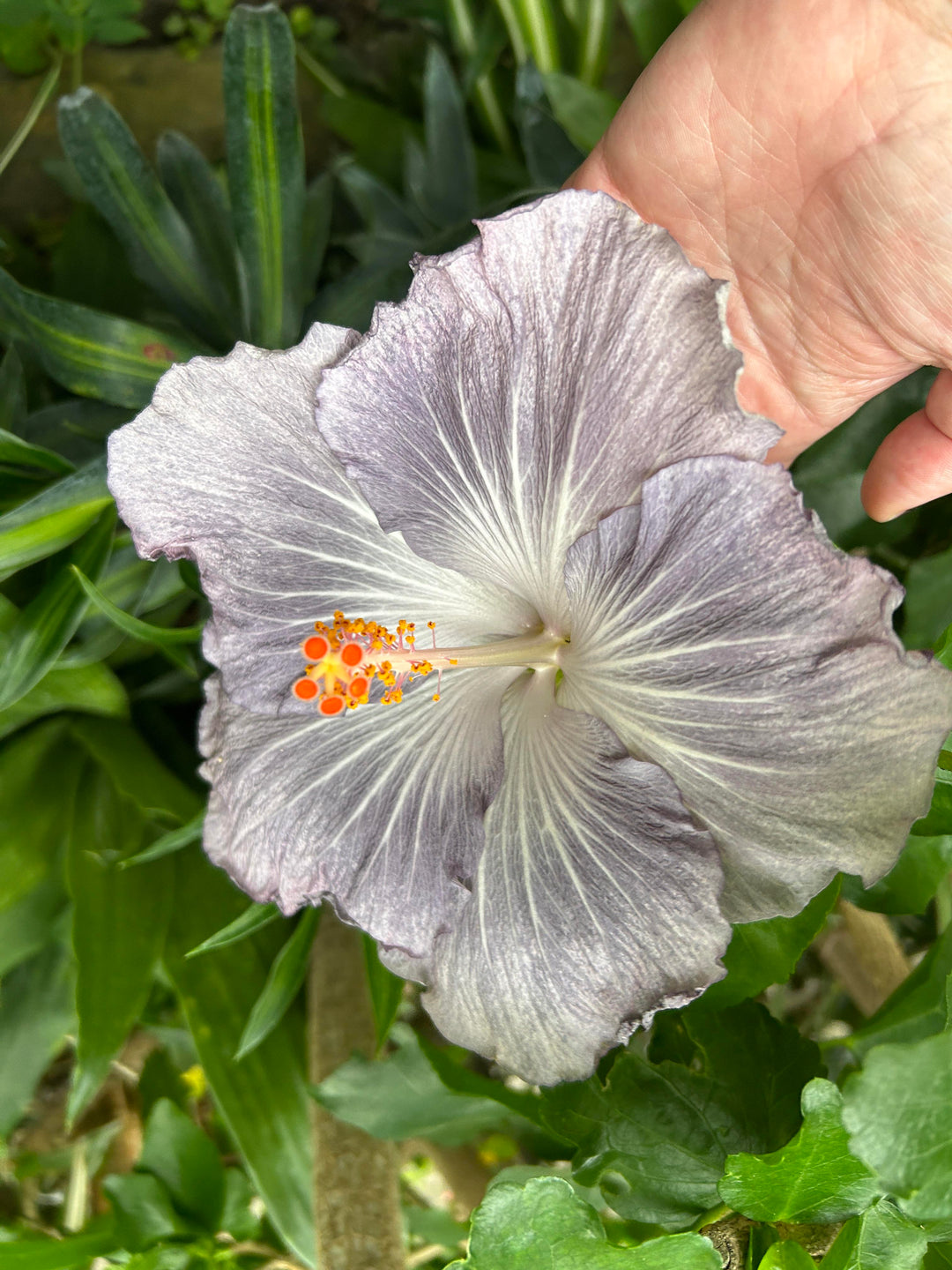 light grey flower seeds