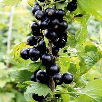 Grosella Negra Fruit Seeds for Planting