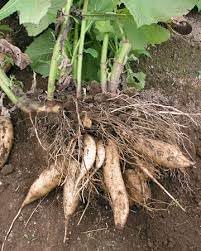 Ground Apple Plant Seeds for Planting