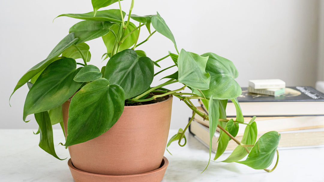 artificial philodendron seeds Philodendron Plant Seeds for Planting – 100 pcs, Heirloom, Non-GMO, High Germination Organic Seeds