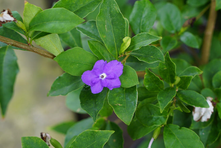 Lilla Brunfelsia Pauciflora blomsterfrø til plantning - 100 stk