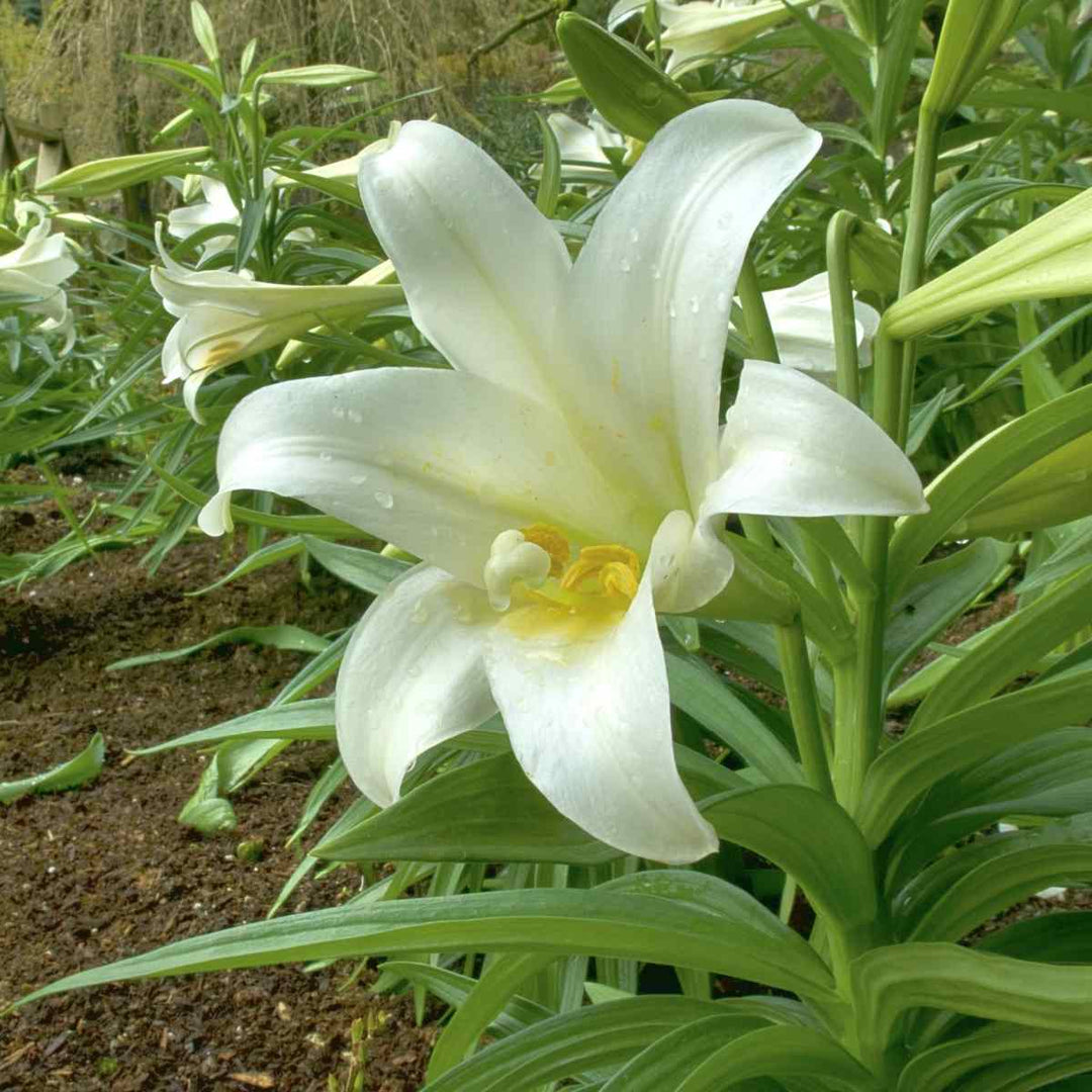 lily lilium flower seeds