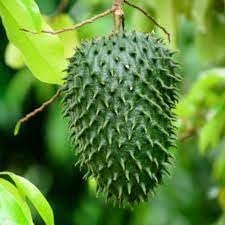 Guanabana Fruit Seeds