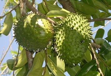 Guanabana Fruit Seeds