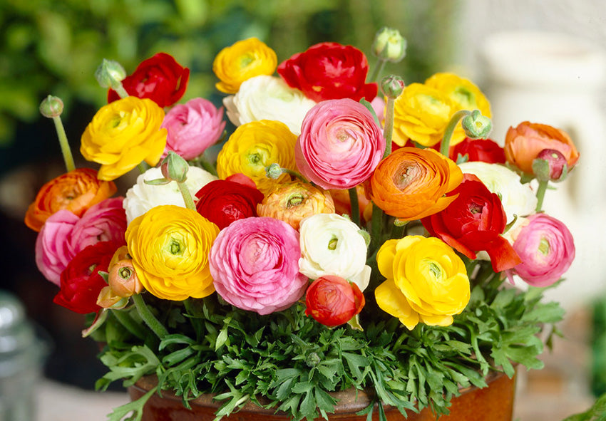 persian buttercup flower seeds