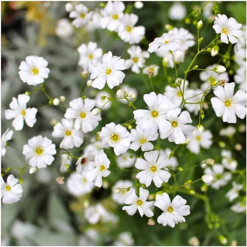 White Waterhyssop Flower Seeds for Planting - 100 pcs