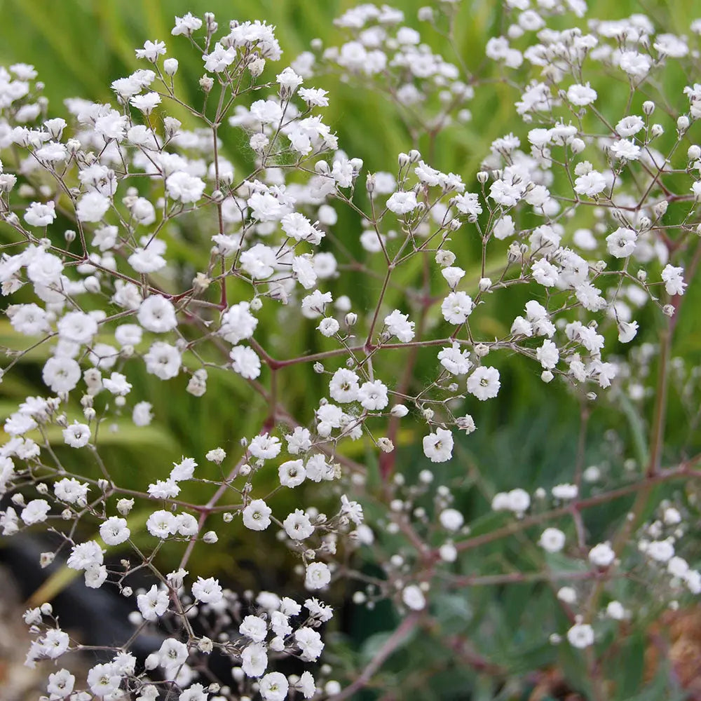white gypsophila flower seeds