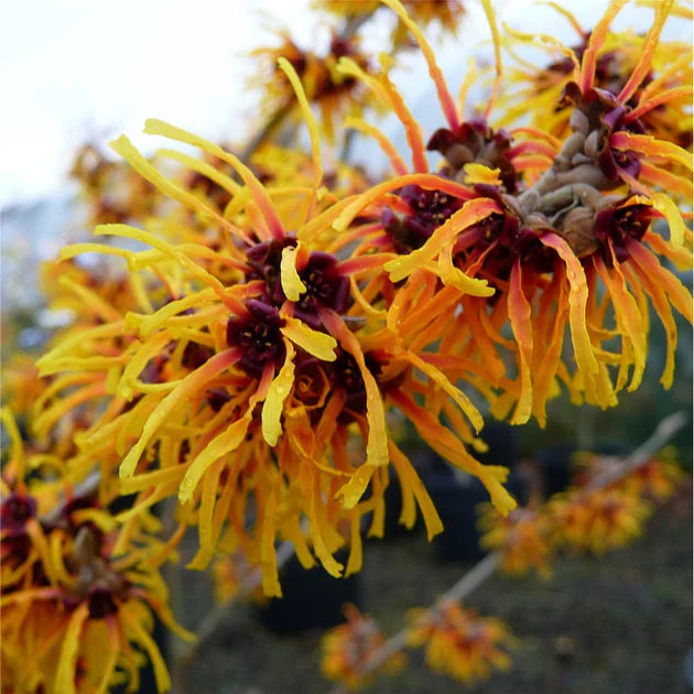 yellow witch flower seeds