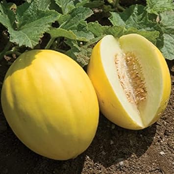 Hami Melon Fruit Seeds