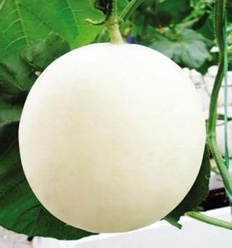 Hami Melon Fruit Seeds for Planting