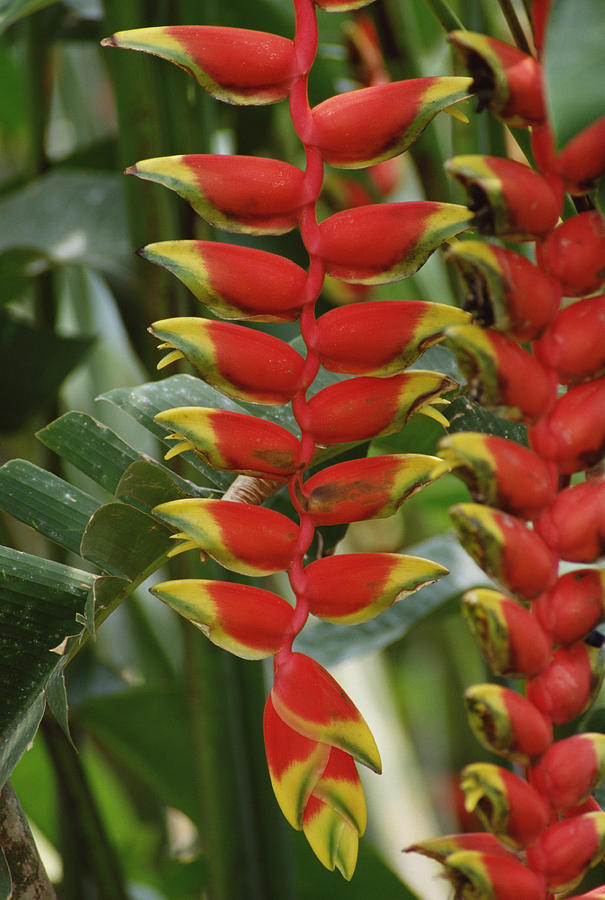 Heirloom Heliconia Harlingii Flower Seeds – Non-GMO Tropical Garden Seeds for Planting, High Germination Ornamental Blooms
