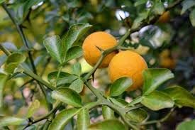 Hardy Bitter Orange Fruit Seeds for Planting
