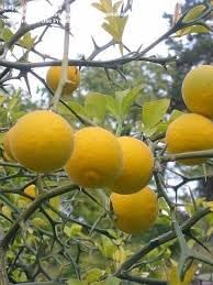Hardy Bitter Orange Fruit Seeds for Planting