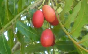 Harpephyllum Caffrum Seeds
