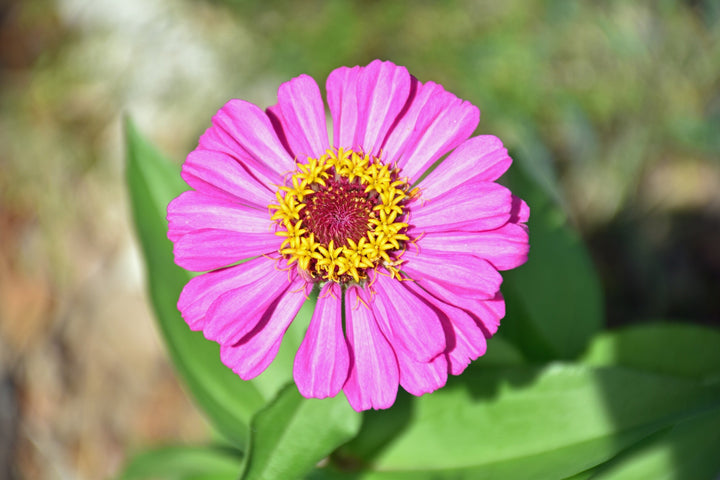 Lilla Gul Zinnia Blomsterfrø til udplantning - 100 stk