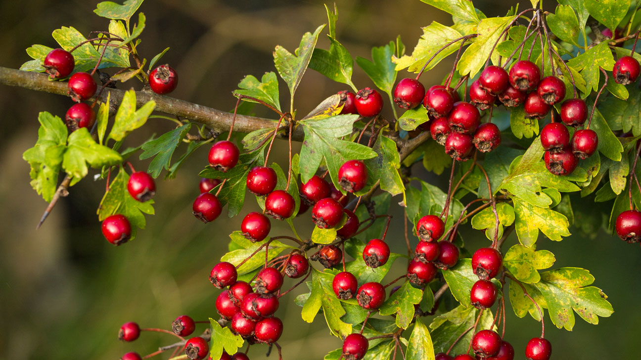 hawthorn-berry-benefits-