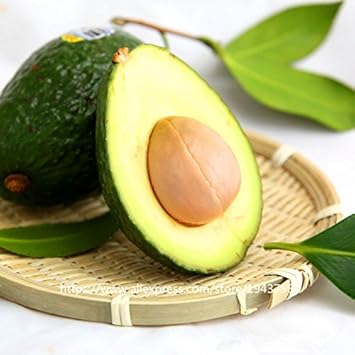 Heirloom Avocado (Butter Fruit) Seeds for Planting