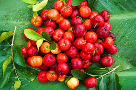 Heirloom Barbados Cherry Fruit Seeds for Planting