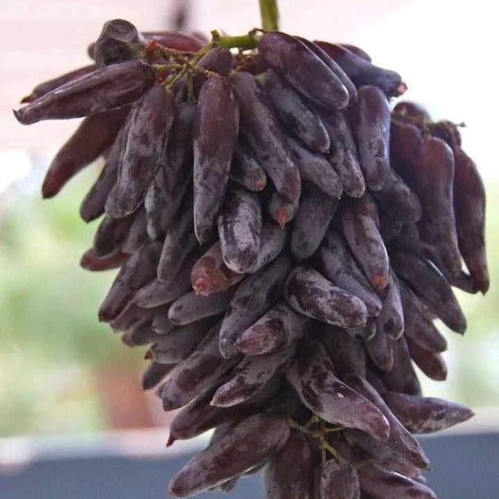 Heirloom Burgundy Grape Fruit Seeds for Planting