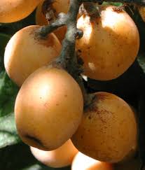Heirloom Gold Nugget Loquat Fruit Seeds for Planting