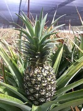 Heirloom Green Pineapple Fruit Seeds