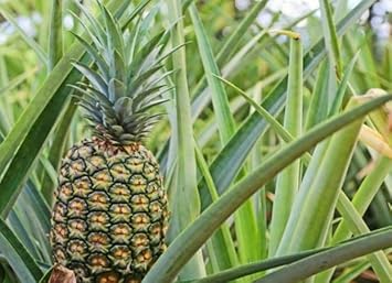 Heirloom Green Pineapple Fruit Seeds