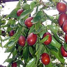 Heirloom Marron Jujube Fruit Seeds for Planting