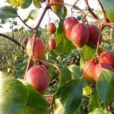 Heirloom Mauritiana Fruit Seeds for Planting