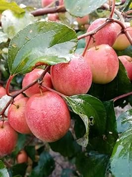 Heirloom Mauritiana Fruit Seeds for Planting