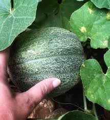 Heirloom Melon Fruit Seeds