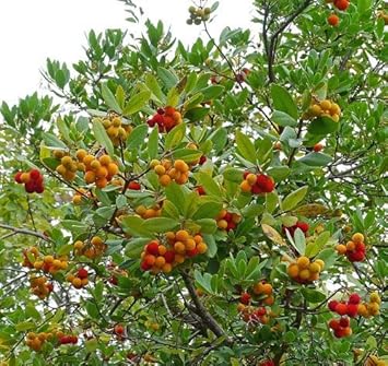 Heirloom Mixed Arbutus unedo Strawberry Tree Seeds for Planting