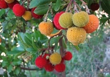 Heirloom Mixed Arbutus unedo Strawberry Tree Seeds for Planting