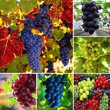 Heirloom Mixed-Colour Grape Seeds for Planting