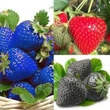 Heirloom Mixed Strawberry Fruit Seeds for Planting