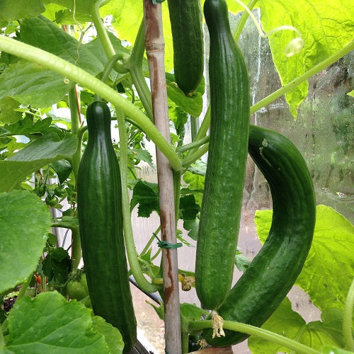 Heirloom Organic Cucumber Snake Greenhouse Louisa F1 Seeds for Planting